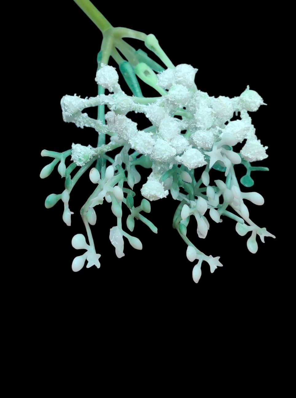 Zypsy decorative Leaf