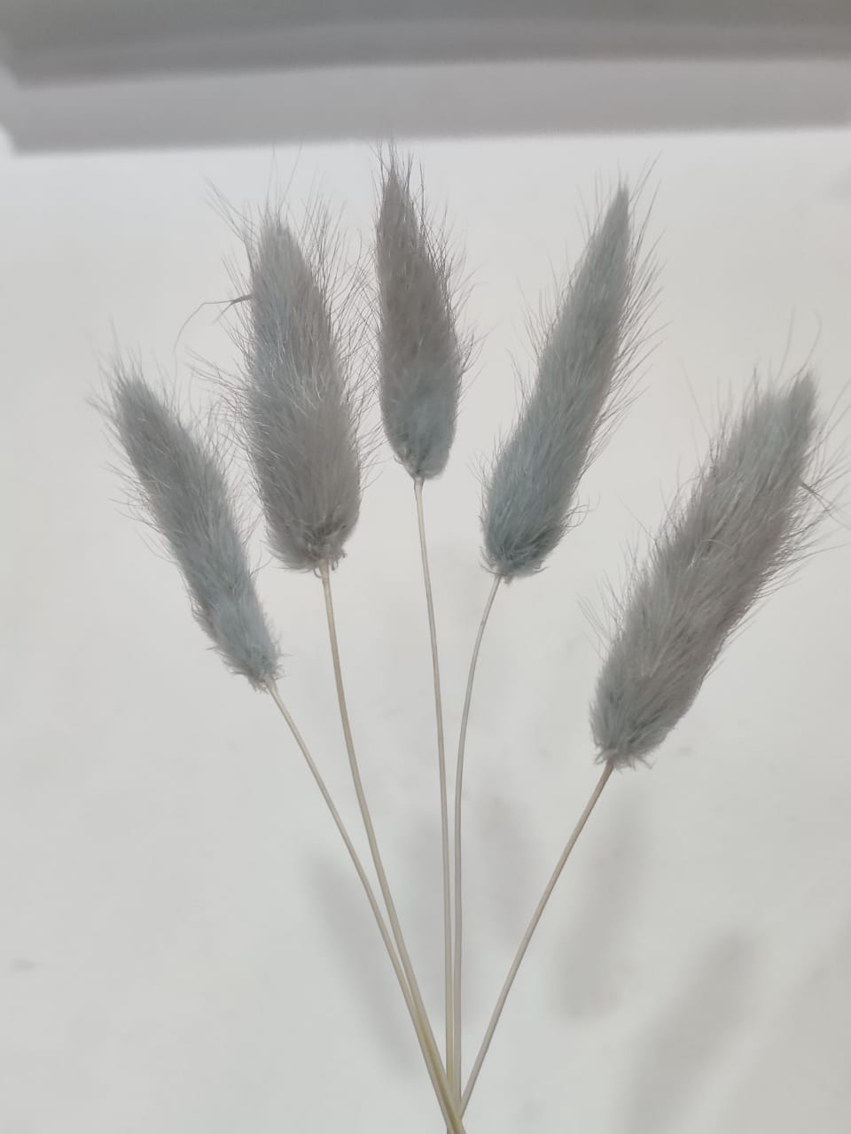Bunny Tails Grey colour Pack of 5
