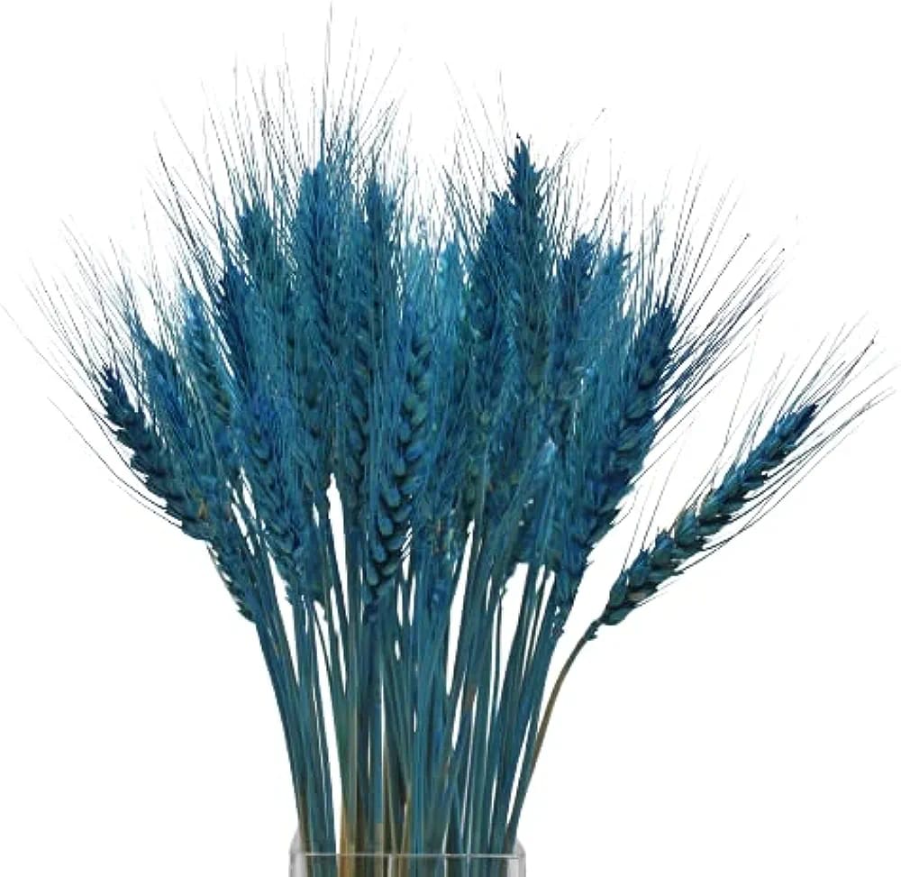 Dried Wheat Grass Pack of 25
