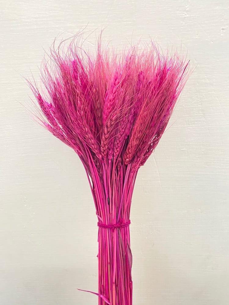 Pink Dried Big Wheat Grass Approx 50