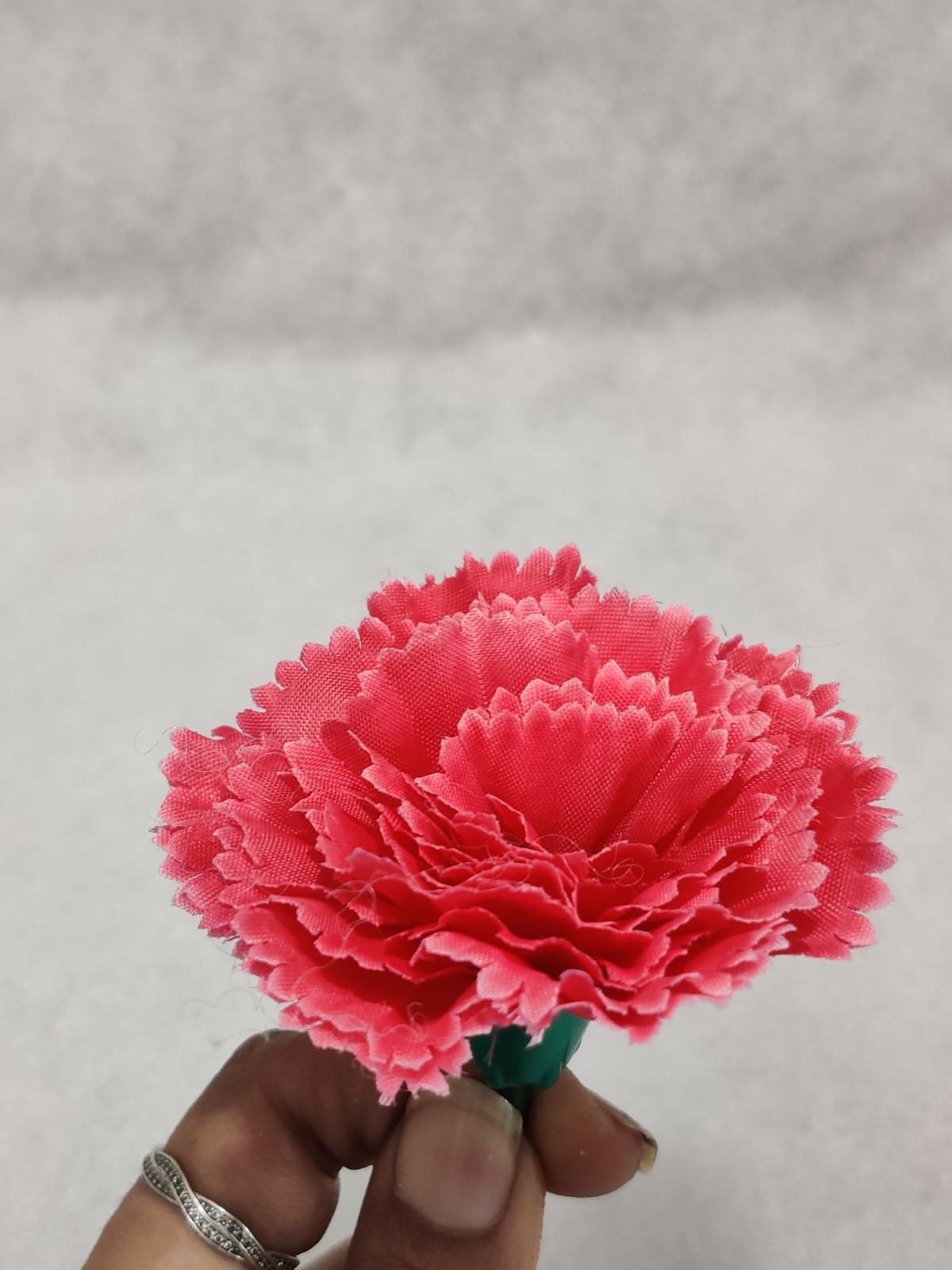 Pink Carnation Flower