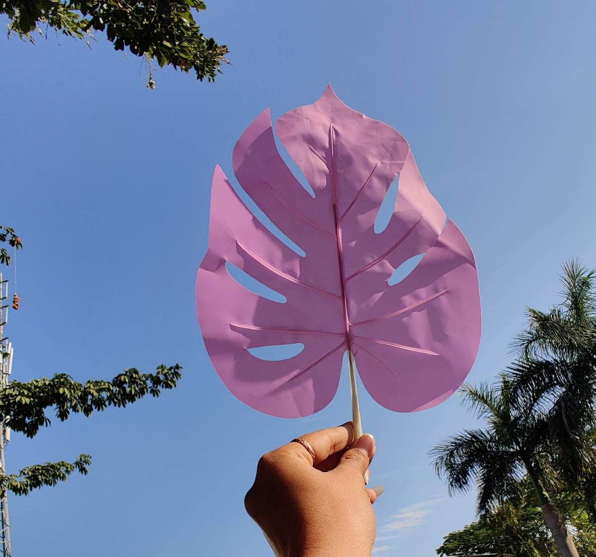 White large tropical pointed leaf