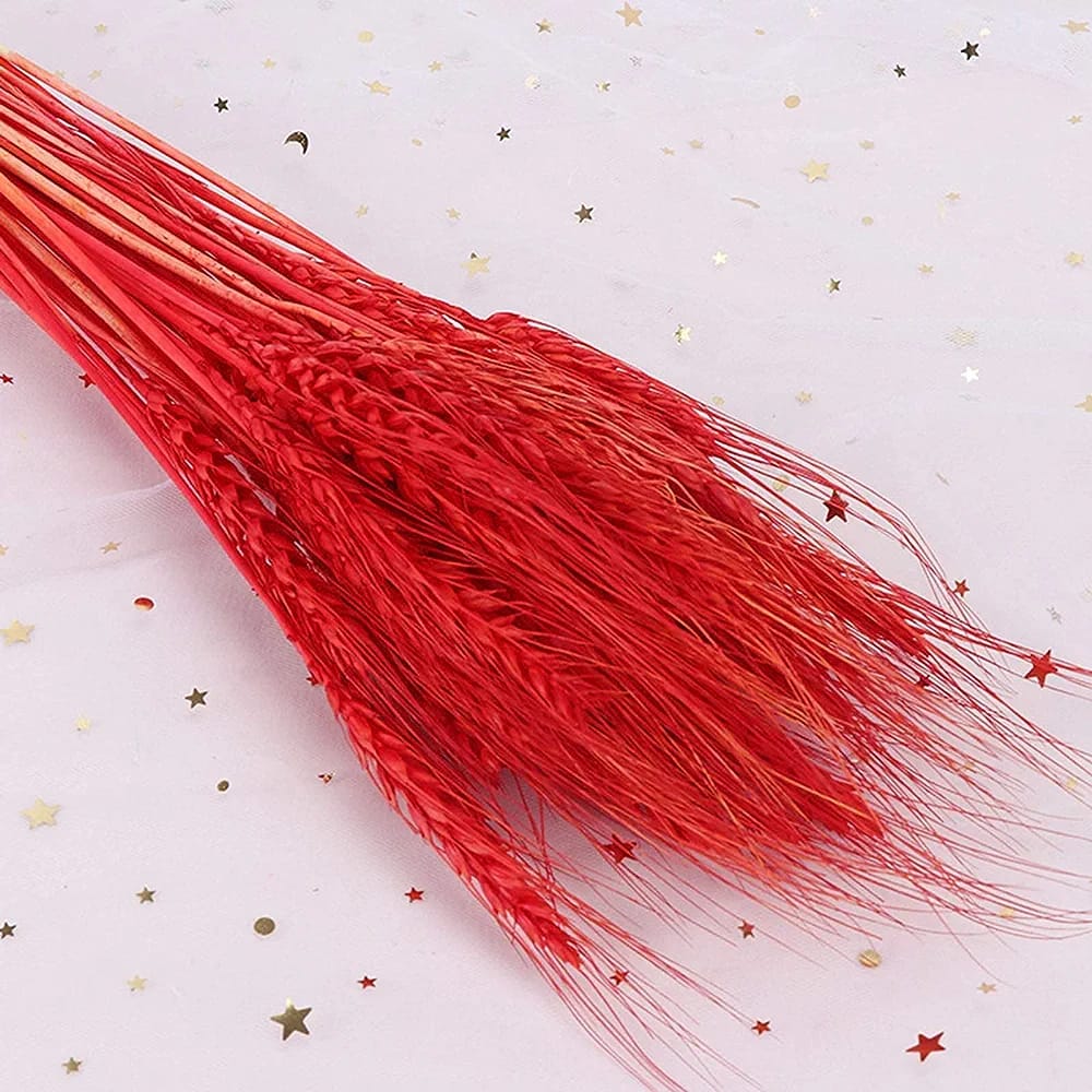 Dried Wheat Grass Red  Pack of 25