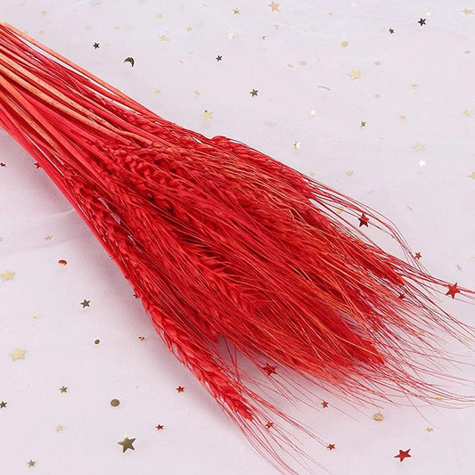 Dried Wheat Grass Red  Pack of 25